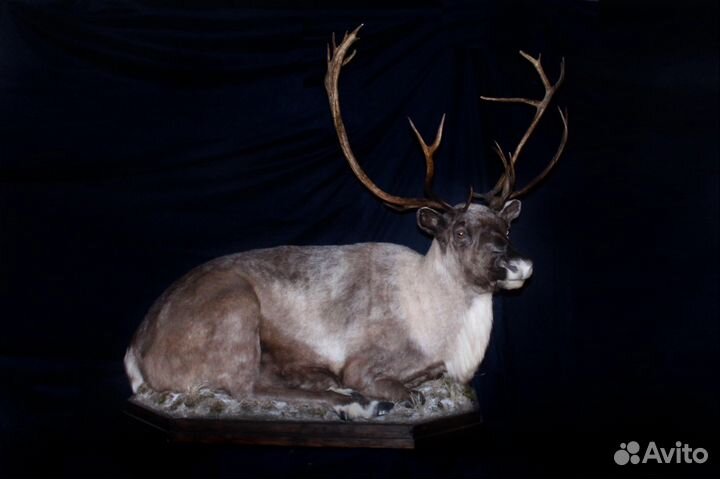 Таксидермия, изготовление чучел