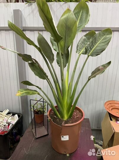 Стрелиция Регина 110см взрослая