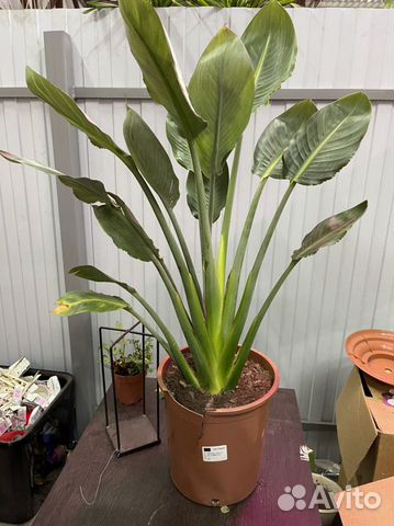 Стрелиция Регина 110см взрослая