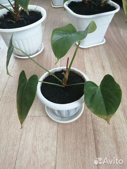 Комнатные цветы