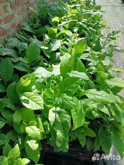 Саженцы магнолии