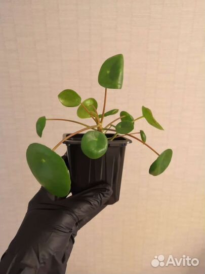 Пилея пеперомиевидная