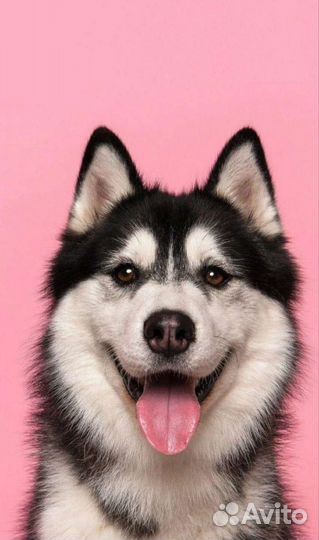 Груминг собак и кошек