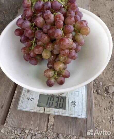 Саженцы Винограда Кишмиш Щелкунчик