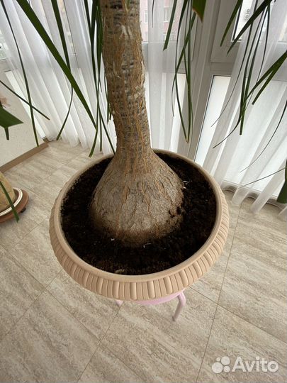 Бокарнея нолина