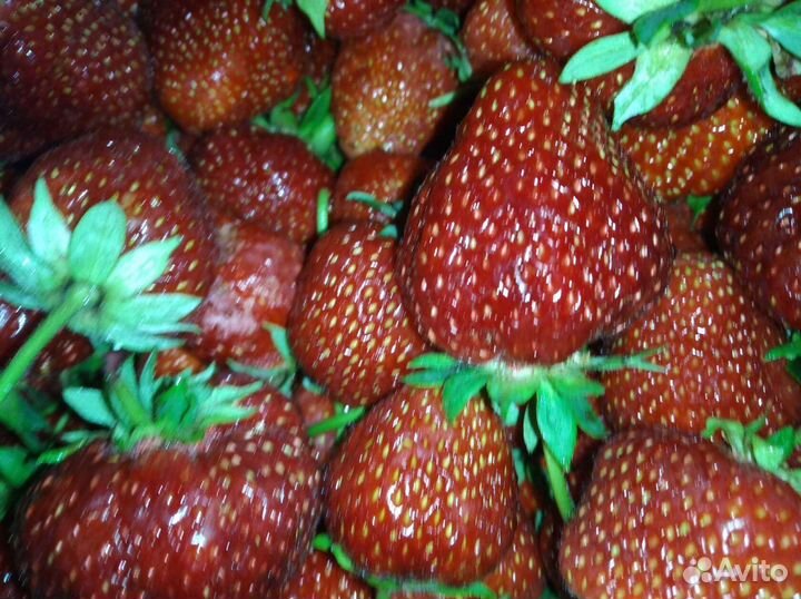 Рассада клубники рубин