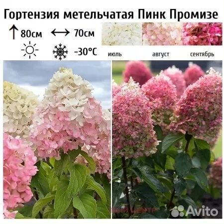 Гортензия метельчатая Pinky Promise