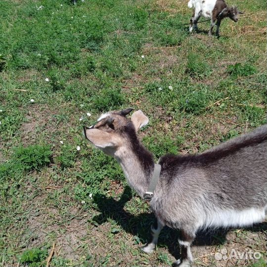 Козы дойные