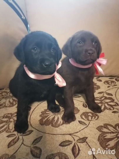 Щенки лабрадора