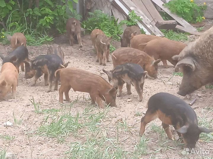 Поросята Венгерская мангалица
