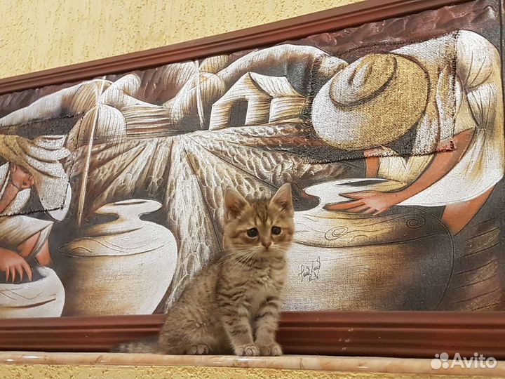 Котенок мальчик