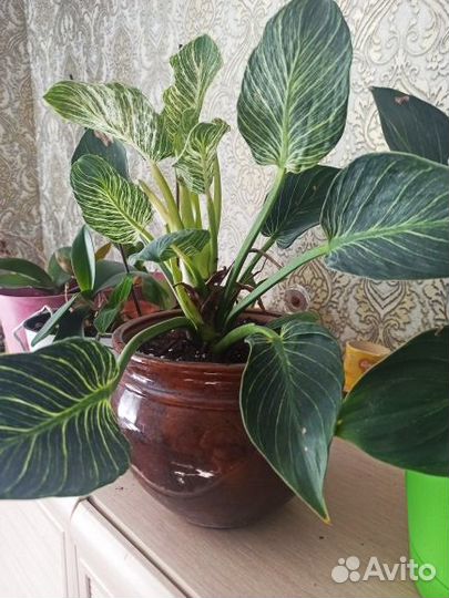Филодендрон биркин