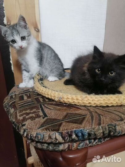 Кошка в дар бесплатно