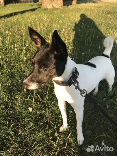 Вязка той-фокстерьер