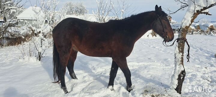 Мерин на мясо