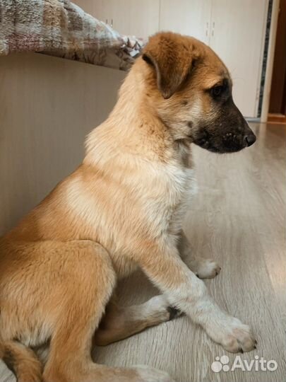 Щенок 2-3 месяца в добрые руки