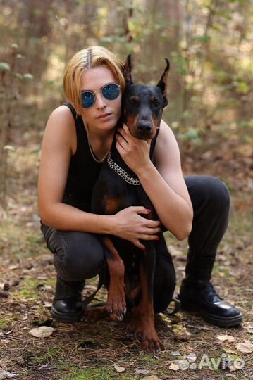 Доберман для фотосессии