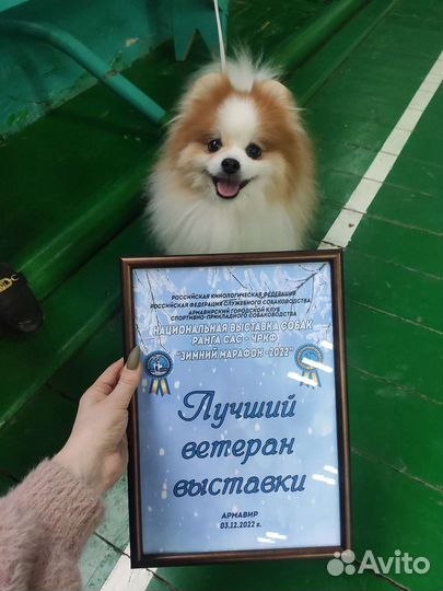 Собаки щенки шпиц мальчик