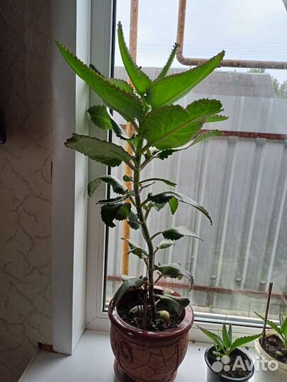 Колонхоэ Хирург