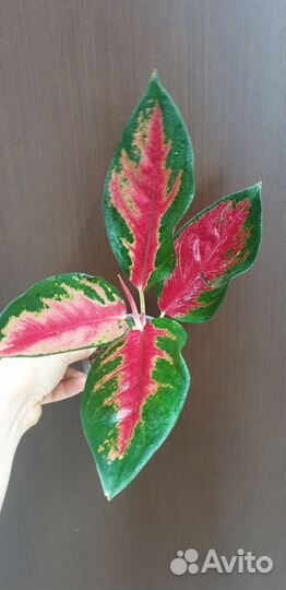 Aglaonema