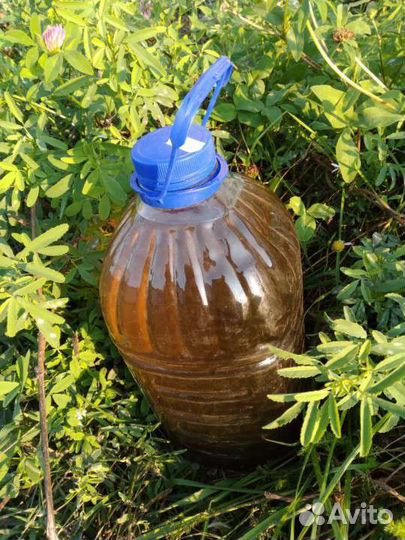 Живица пихтовая