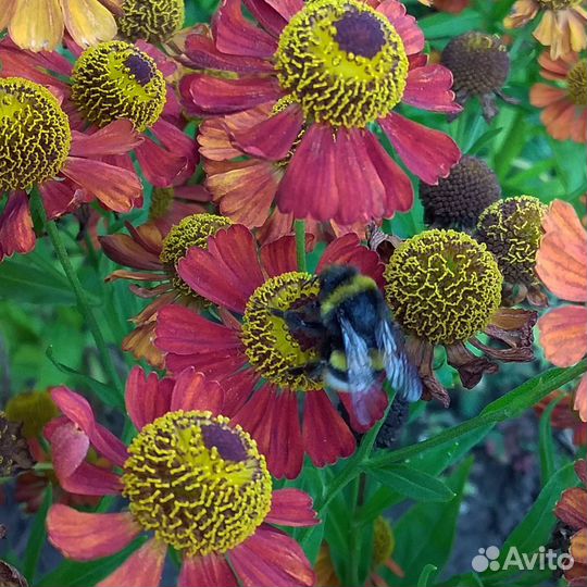 Гелениум (саженцы)