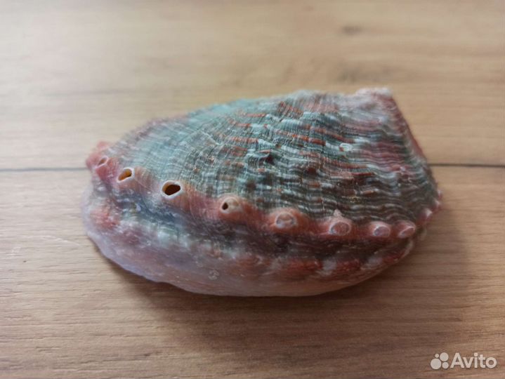 Морская раковина