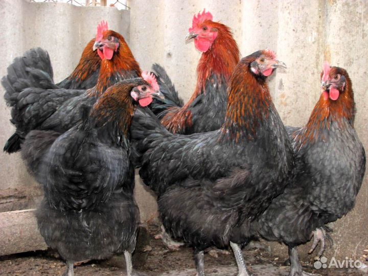 Молодки куры с доставкой