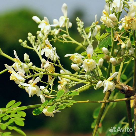 Семена деревьев, кустарников