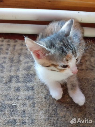 Только В добрые.хорошие, любящие руки