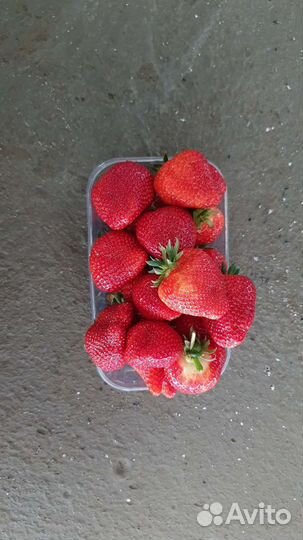 В наличии касетная Расада Клубники Априка,Антея