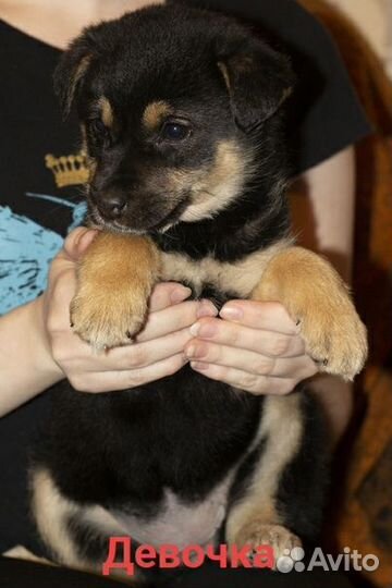 Щенок в добрые руки