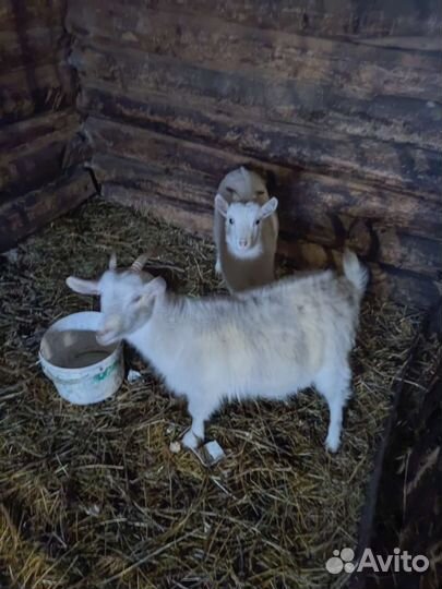 Козы, козлята, козлы