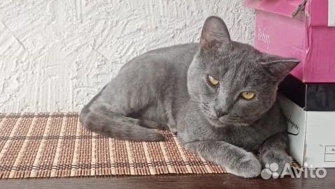 Русская голубая