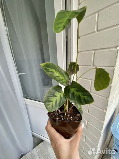 Калатея Луиза