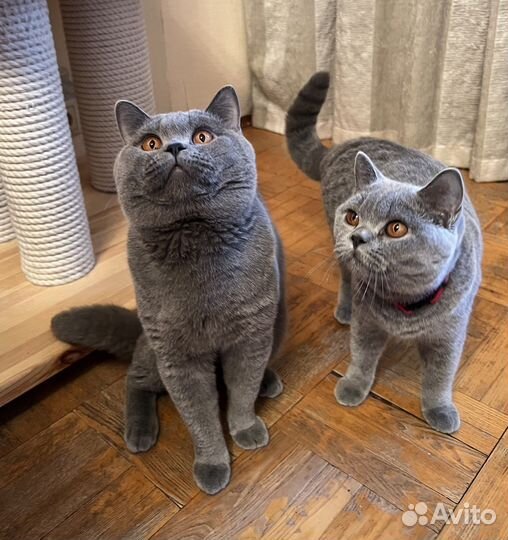 Британский котенок - в супер руки