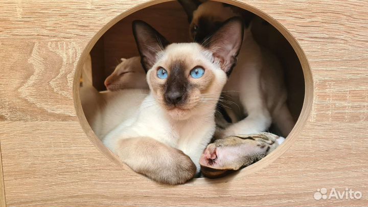 Ориентальные котята 4 мес
