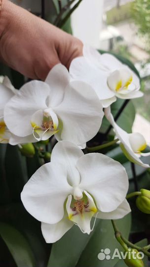 Орхидея фаленопсис london