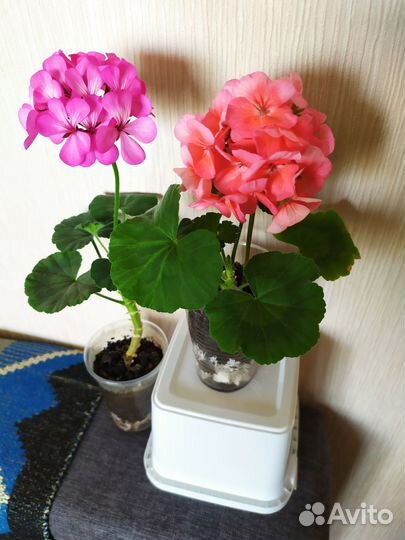 Пеларгония Ред Пандора тюльпановидная