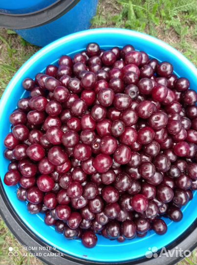 Продам вишню и смородину