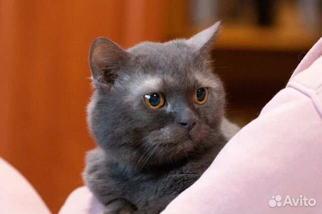Томас, британский кот обречен на жизнь в клетке объявление продам