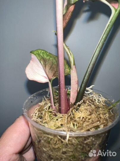 Сингониум Орм Тонг вар, Клубничный лед, Gray Ghost