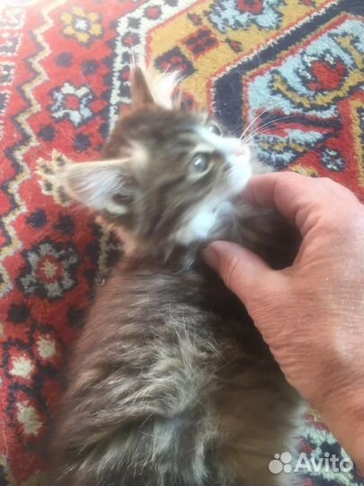 Котёнок девочка