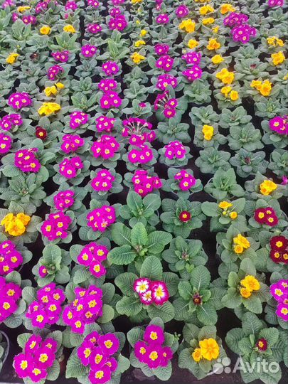 Цветы примула