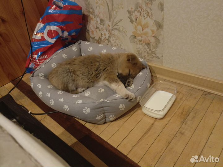 Щенок в добрые руки бесплатно