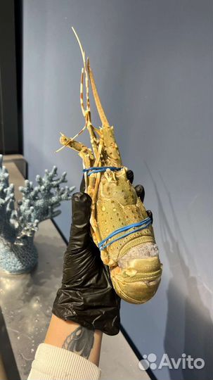 Лангуст Королевский (свежемороженный)