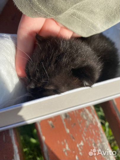 Отдам котёнка в добрые руки