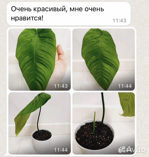 Филодендрон Тенуа редкие коллекционные ароидные