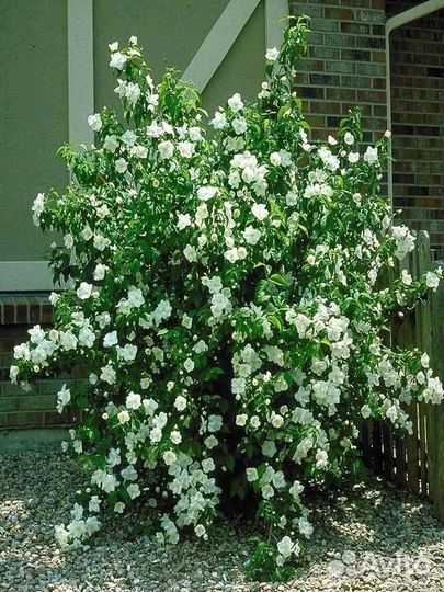 Жасмин садовый Сноубель, саженцы