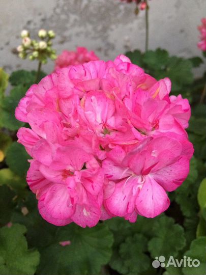 Пеларгонии